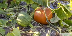 Pumpkins on the vine