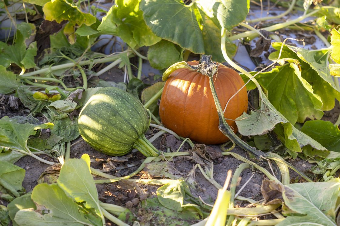 Pumpkins on the vine