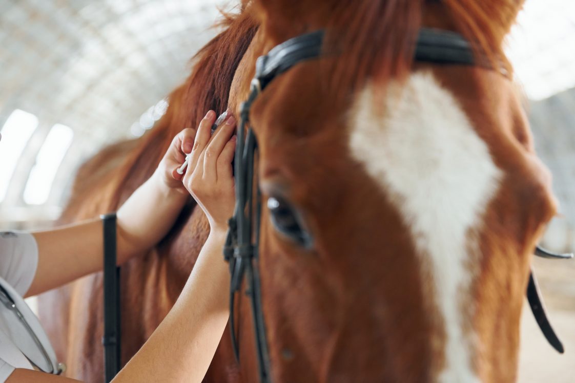 A closeup of a person's hands giving a brown horse a shot.