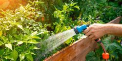 A man's hand watering vegetable plants in a garden