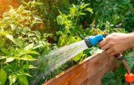 A man's hand watering vegetable plants in a garden