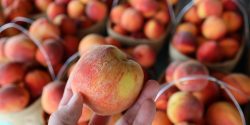 Baskets of fresh, Alabama peaches