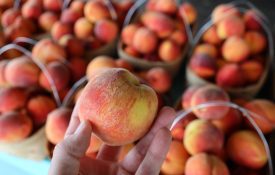 Baskets of fresh, Alabama peaches
