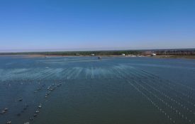 Figure 1. Oyster farming park in Grand Bay, Alabama.