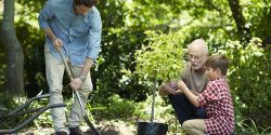Three generation male family gardening together in park