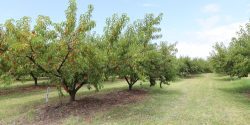 July Prince peach trees from Jemison, Alabama.