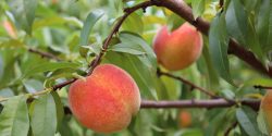 Peaches from Jemison, Alabama