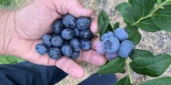 Blueberries in a man's hand