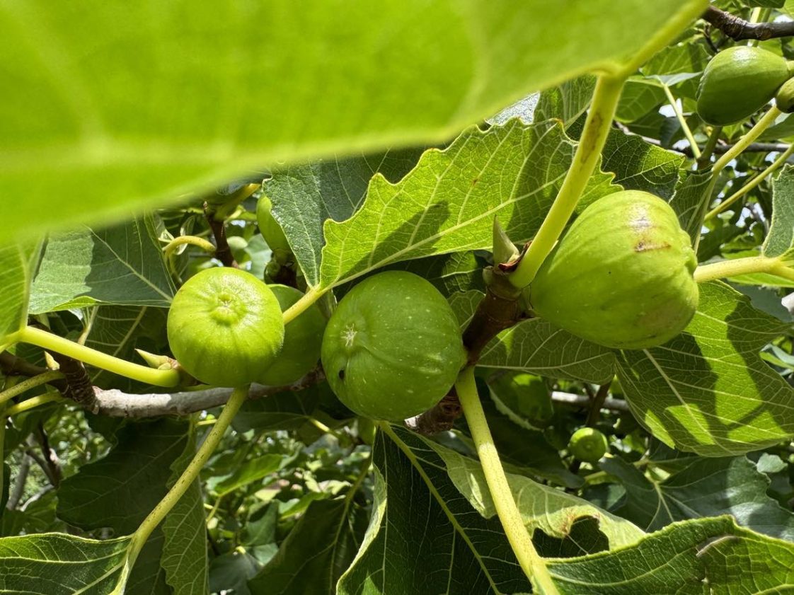 South Alabama Gardening: Creating a Low-Maintenance Fruit Orchard ...