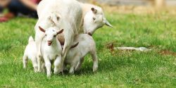 Ewes and lambs