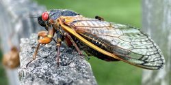 A cicada on a tree branch.