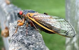 A cicada on a tree branch.