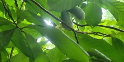 A closeup of pawpaw tree leaves.