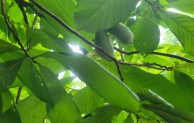 A closeup of pawpaw tree leaves.