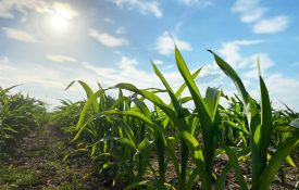 rows of field corn