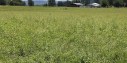 A pasture of tall forages with a barn in the distant background.