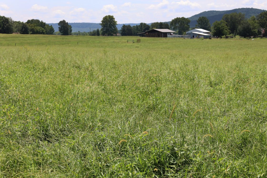 A pasture of tall forages with a barn in the distant background.