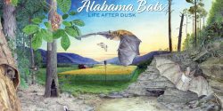 Alabama Bats: Life After Dusk