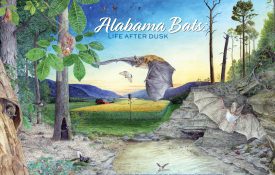 Alabama Bats: Life After Dusk