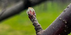 An apple bud on a tree.