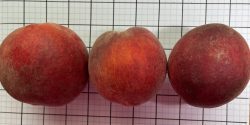 Figure 2. Fruit size, shape, and appearance of the ‘EverRes Ruby’ peach. Each grid cell is 1” X 1”.