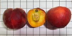 Figure 2. The size, shape, blush color, and clingstone of ‘CaroRes Delight’ fruit.