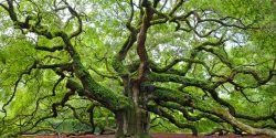 Angel oak tree located on John's Island, just outside of Charleston, SC.