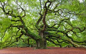 Angel oak tree located on John's Island, just outside of Charleston, SC.