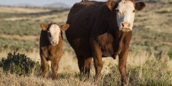 Hereford cattle on open range, mother and calf