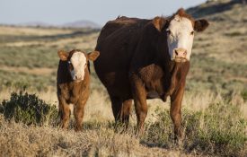 Hereford cattle on open range, mother and calf