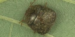 A kudzu bug closeup on a green leaf.