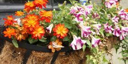 Orange and purple flowers planted in a window box.