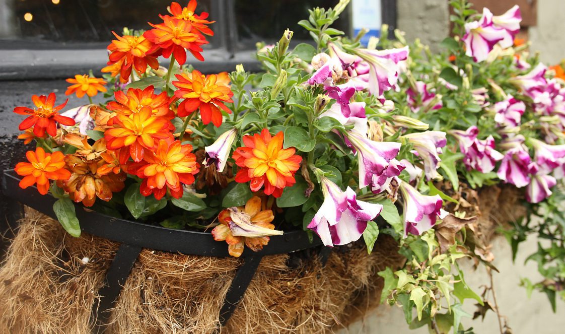 Orange and purple flowers planted in a window box.