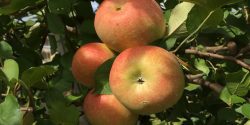 "Aztec Fuji’ apples on a tree