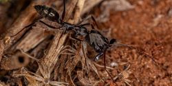 Adult Trap-jaw Ant of the Genus Odontomachus