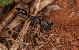 Adult Trap-jaw Ant of the Genus Odontomachus