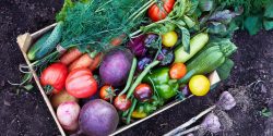 Mix of ripe fresh organic vegetable in the wooden box on the soil.