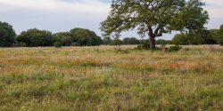 Copy space of a Large Oak tree in a meadow of wildflowers located in the Texas Hill Country.