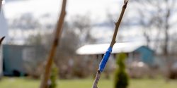 A graft added to a fruit tree, being held with grafting tape.