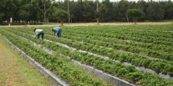 Two workers in a strawberry field.