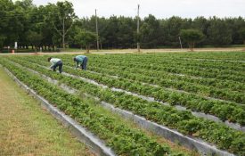 Two workers in a strawberry field.