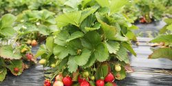 strawberries on a plant