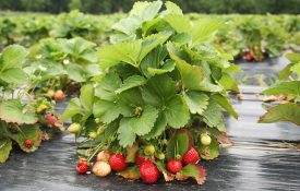 strawberries on a plant