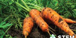 Carrots harvested from garden.