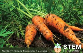 Carrots harvested from garden.