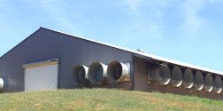 Tunnel fans on a chicken house