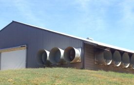 Tunnel fans on a chicken house