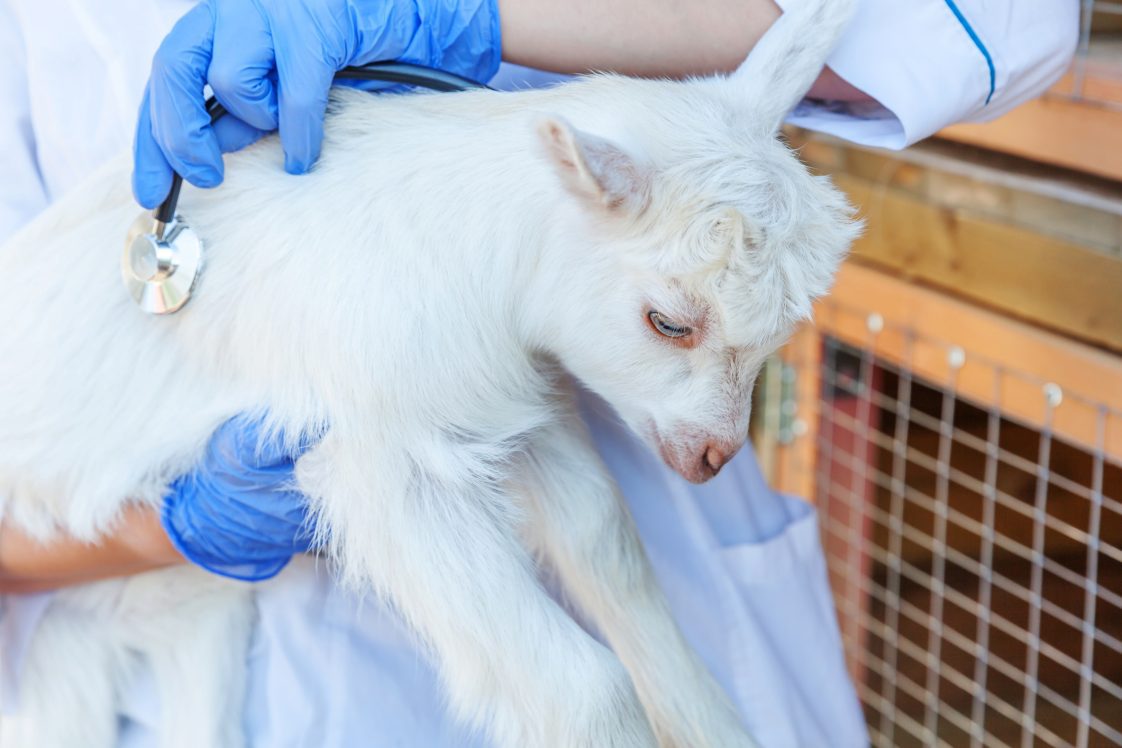 treating young goat