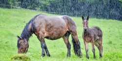 A horse and its foal in a pasture in the rain.