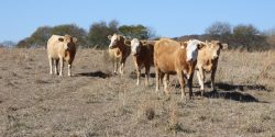 Cows standing in a pasture during drought.